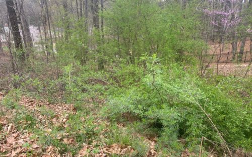  alt='We hired Brush Clearing Pros to remove 24 shrubs around our home'