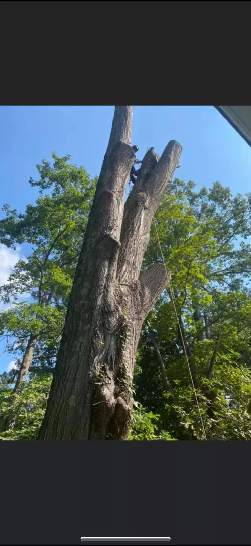 Bryan and his crew did a great professional job cutting down all the trees and trimming up others I had on my property