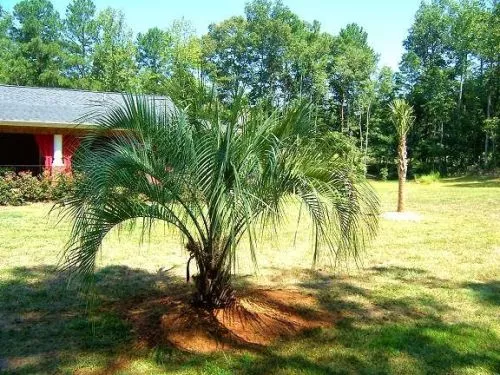 Great experience so far! Met Anthony of palms of West Georgia through a neighbor