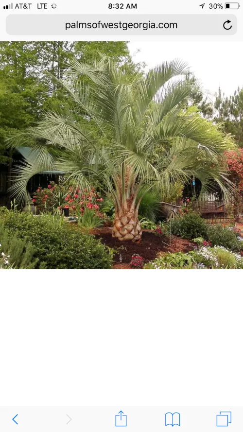 Palms of West Georgia are the best! I shopped around for the best frost-hardy variety and landscaper for my property near