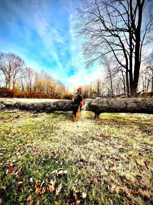 Big South came to work, very professional and knowledgeable. John did a great job removing several trees on my property