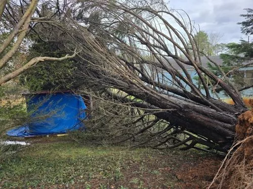 Johnny and his crew did a fantastic job with tree removal and cleanup