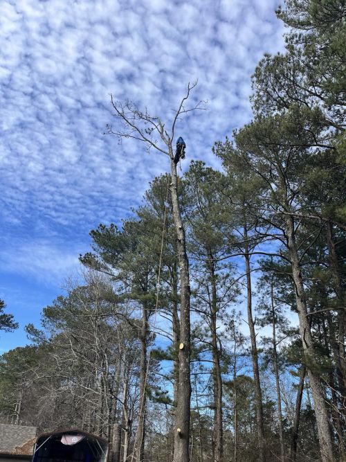  alt='Highly recommend Grand Arch Tree Service. I needed several trees cut down including some near the house'