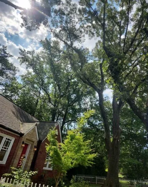 We"ve now used EastLake Tree Service twice. First, to remove a large dead tree that was precariously perched over our house