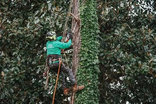 James and the Eastlake Tree service team were fantastic. We had a large water oak removed from our backyard, start to