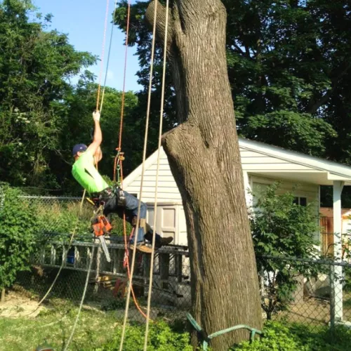 I had a great experience with this tree service! They arrived on time, assessed the situation quickly, and got to work