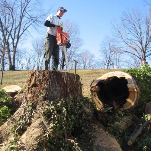 I hired this tree removal company for a large oak tree in my backyard, and I couldn’t be happier with their service