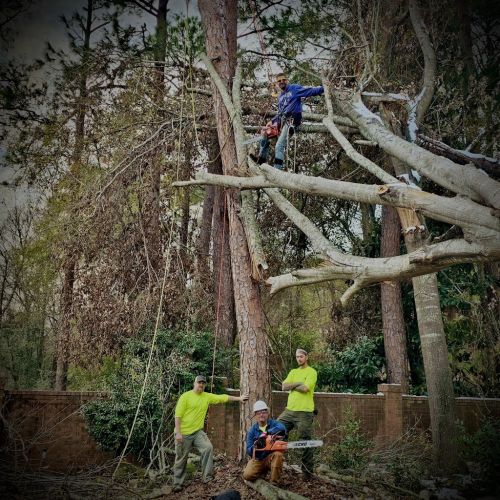  alt='Manning Tree Service is an exceptional company that truly goes above and beyond in every aspect of tree care'