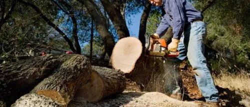 I had two troublesome twin maples about 40" tall, one diseased and between two houses