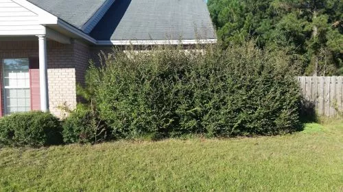 Recommendation for Dedicated Lawn Service, LLC 🇺🇸 Brandon & his Crew arrived on time and kept our ENTIRE YARD PROJECT [it