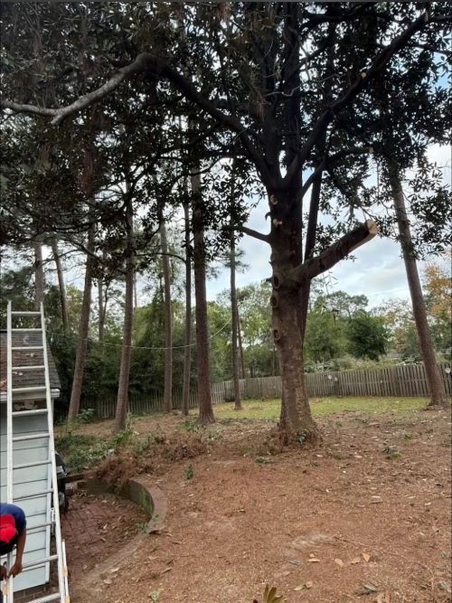  alt='I will recommend them to everyone. They did a great job removing my trees'