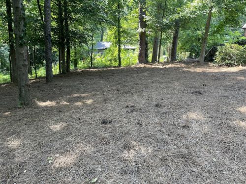  alt='We have had many trees removed over the years. Cost Low was by far the most professional'
