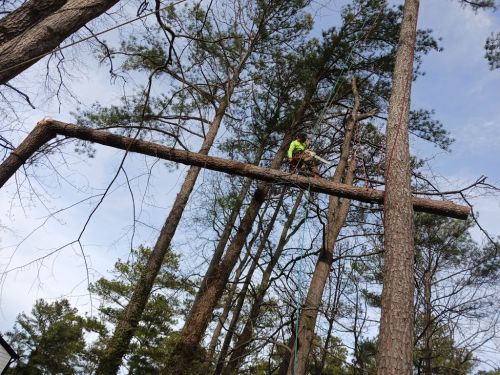 alt='Tree Smith did a great job. They repaired a shed roof that a tree limb impaled, then came back and took down several trees'