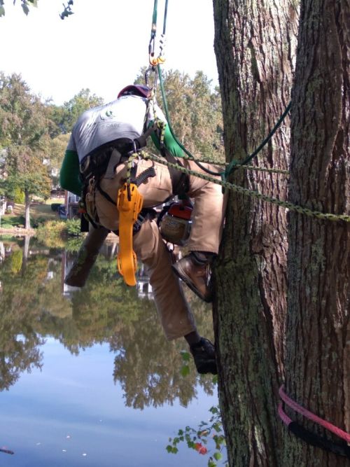  alt='Reasonable rates. Fast quote. Did a large tree removal for us. Joshua filed all the correct paperwork with the city for the'