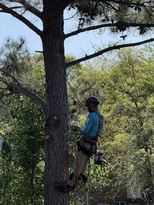 I can’t say enough great things about Yard-Trim Lawn and Tree Services