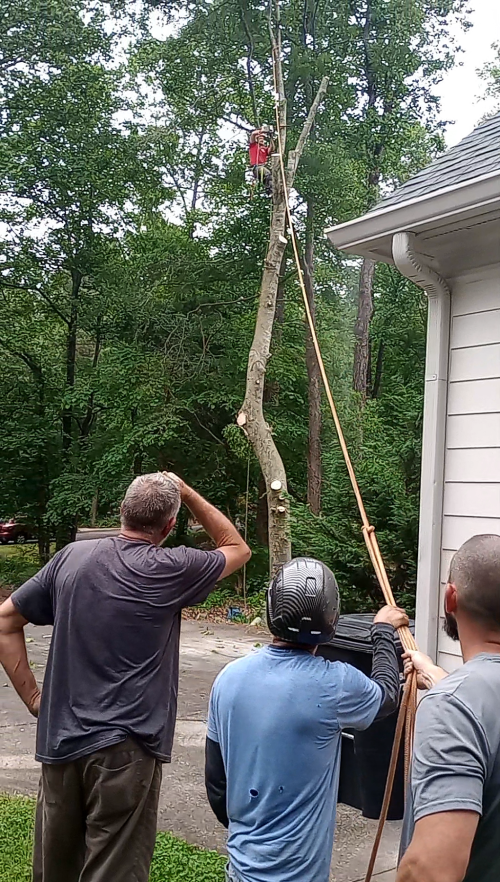  alt='I hired this team to take down several large trees in my yard and couldn’t be happier with the job they did'