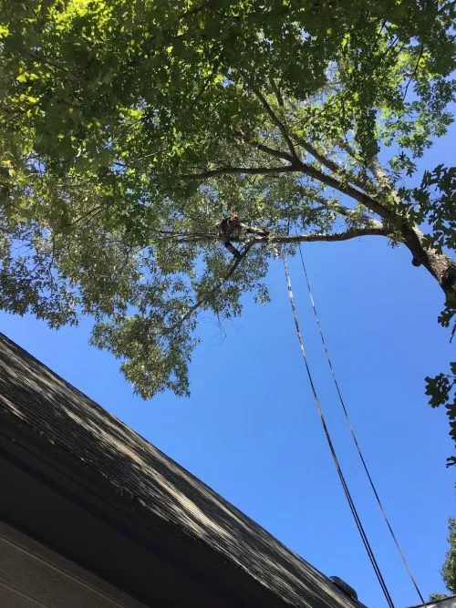 I hired this team to take down several large trees in my yard and couldn’t be happier with the job they did