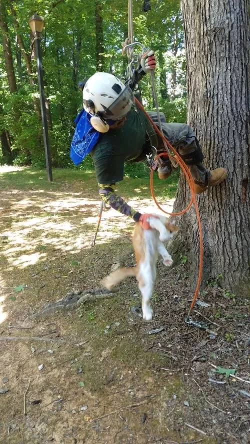 I have only great things to say about Lombardo Tree Service - quick estimate, very competitive price- full service from
