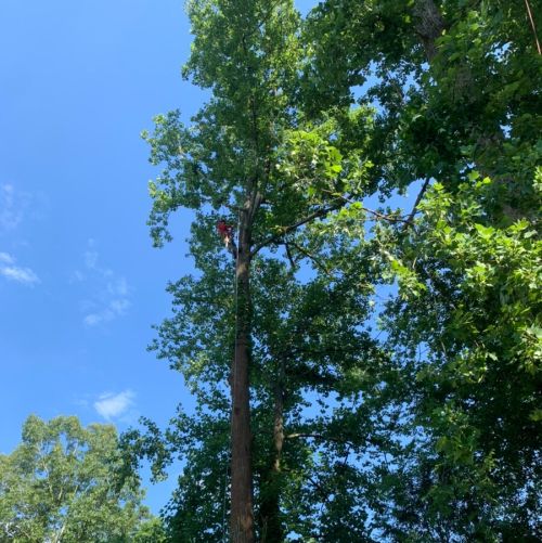  alt='⭐️⭐️⭐️⭐️⭐️ I had a fantastic experience with Arborscape Tree Care'