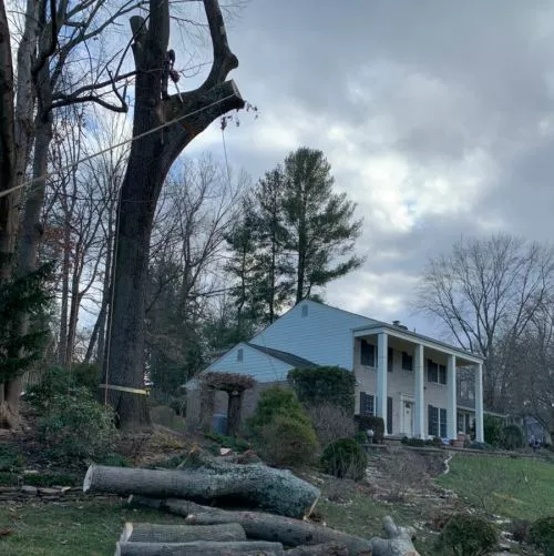 Helped with my several overgrown trees. The best service I"ve ever gotten. 