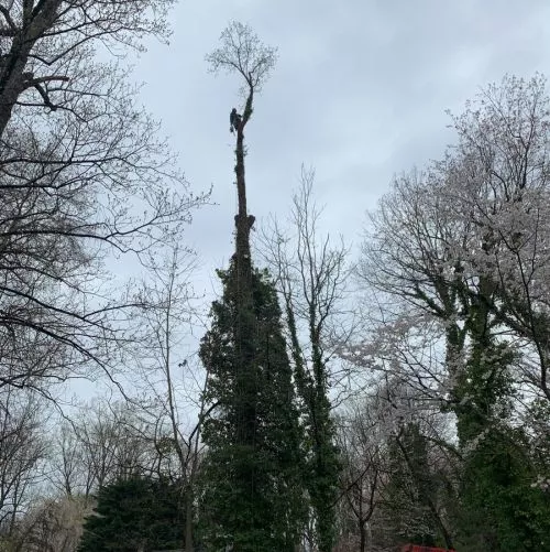 Really good service, needed some trimming done. Roberto did an amazing job. thank you