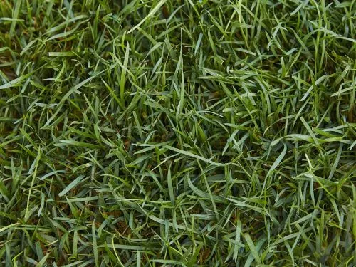 My lawn looks great. I love having my service done whether I’m home or not