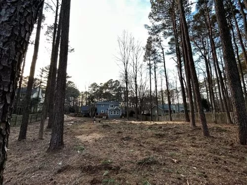 We had a really great experience with Georgia Tree Company. We cleared most of our large backyard of tall pines, and the