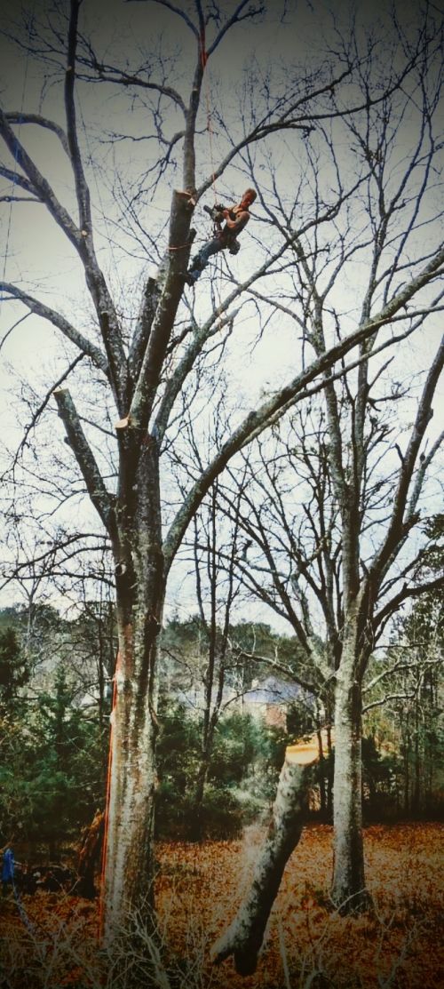  alt='KBE tree experts are amazing. These guys are extremely knowledgeable and careful'