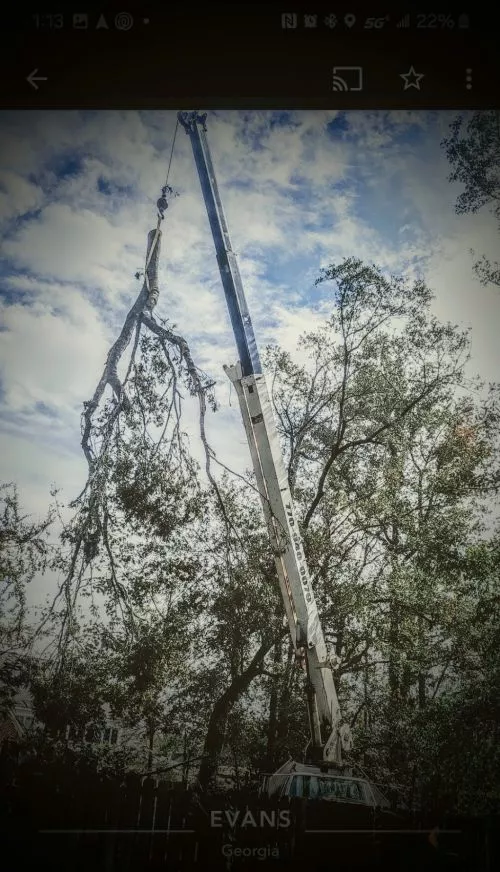 the most professional tree service i ever used. price was very reasonable
