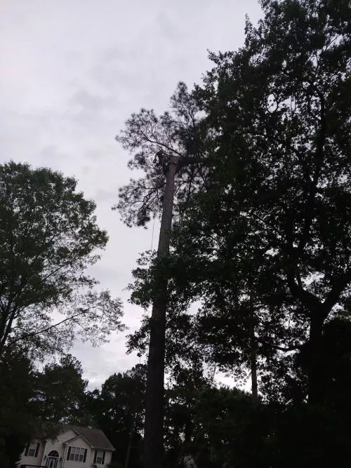 KBE tree experts are amazing. These guys are extremely knowledgeable and careful