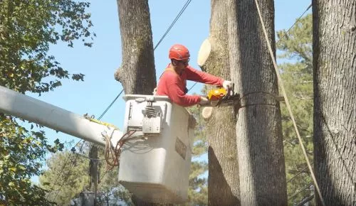 Danny had his crew out at my house this past Saturday and took down some really big trees