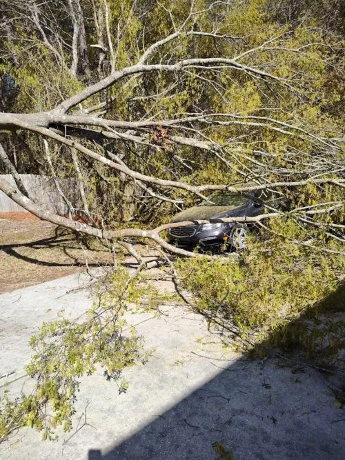I had a tree fall in my yard and two additional trees that needed to be cut down