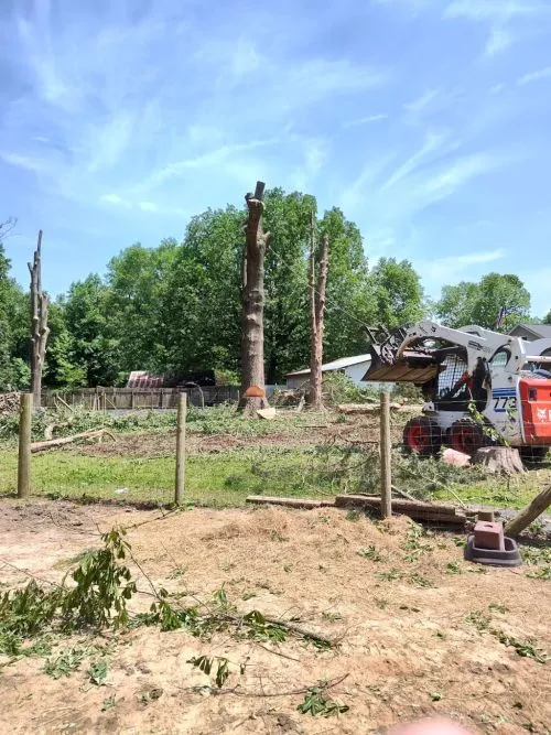 Today in less than 3 hours, I had limbs from 3 tremendously large trees, pecans and catawba trees removed