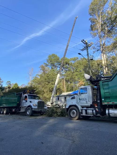 Please reach out to my guy Jose and his team over here at Apex Tree Service