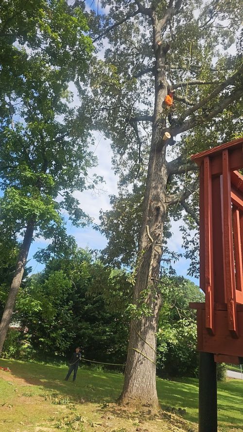  alt='Excellent service. Spartan Tree Services is very professional, punctual, and careful with their work'