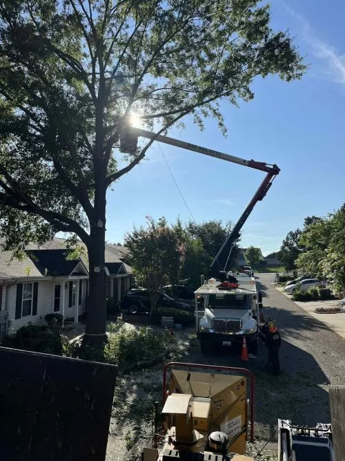 The best tree service in the area with reasonable prices!! Carlos gave me an estimate and was able to perform the work the