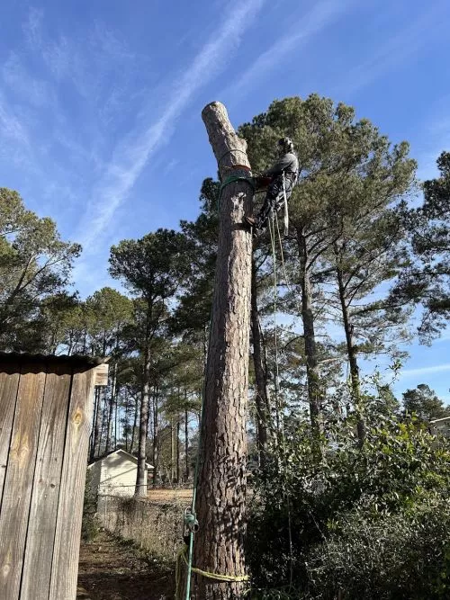 If you want a honest and affordable Tree company that takes pride in their work then Call Carlos with Matias Tree Service