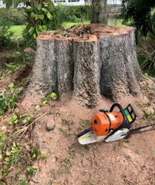 I recently hired Pineview Tree Care for a major tree removal and trimming project, and I couldn’t be more impressed with