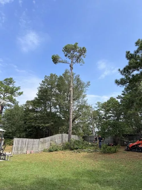 Great service and nice, friendly staff!! The team just got done cutting and removing five trees from my yard here in the