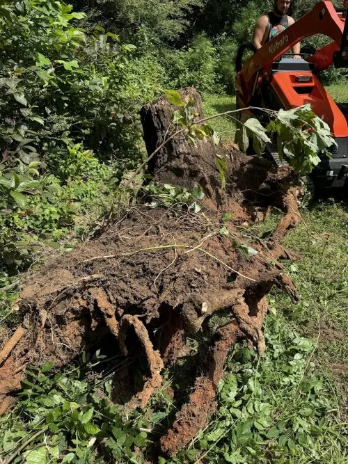 Robbie. Doug, and crew cut 7 trees the same day as estimate. Lucky for me they were available