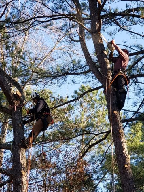We were very pleased with the work completed by Five Arrows Tree Services