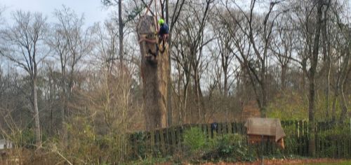  alt='Joshua Tree Services came out to my home in the Atlanta Smyrna area and did an excellent job trimming our large Japanese'