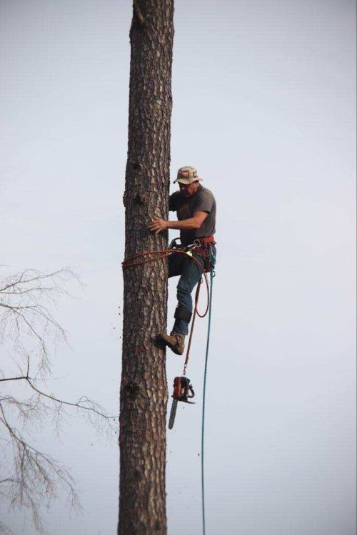  alt='Dwight and his guys did a fantastic job on cutting down my half dead tree out of my yard'