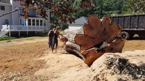 Dwight and his guys did a fantastic job on cutting down my half dead tree out of my yard