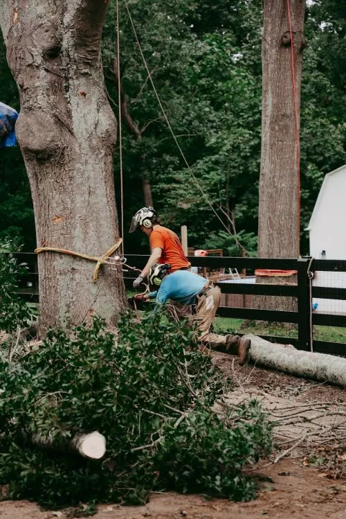 We recently hired E3 Land Management to remove several trees for a project we were working on, and they did an outstanding