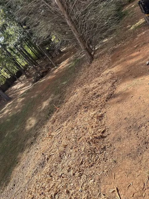 Extremely professional and affordable! He came after we had 10 trees removed and removed all stumps very fast, you would’ve