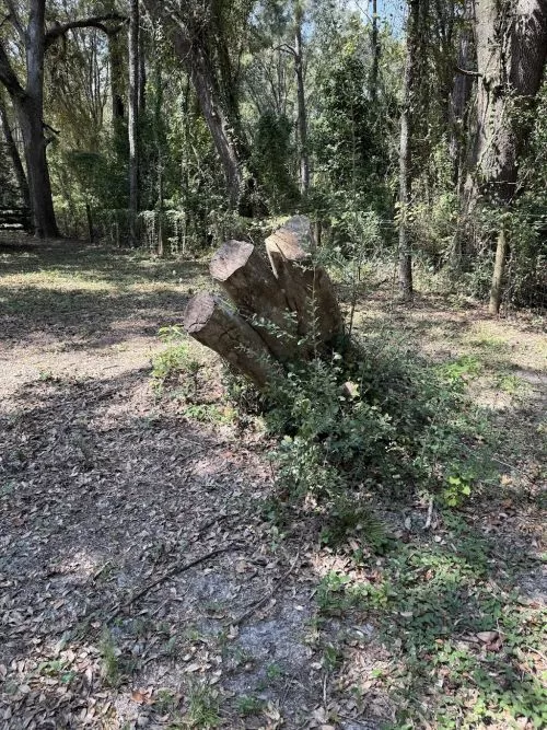Okefenokee Land Management does amazing work! They take great pride in every job from lawn care to stump grinding and it