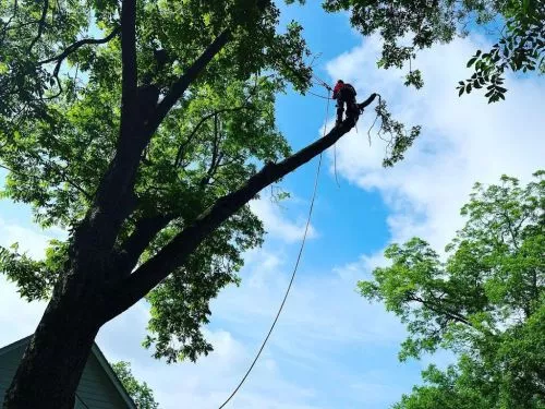 Total Tree Service was efficient, professional, and reasonably priced