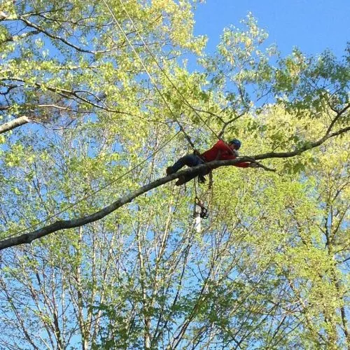 Total Tree Service removed a MASSIVE oak tree from my backyard. The removal had many challenges as the tree was over the