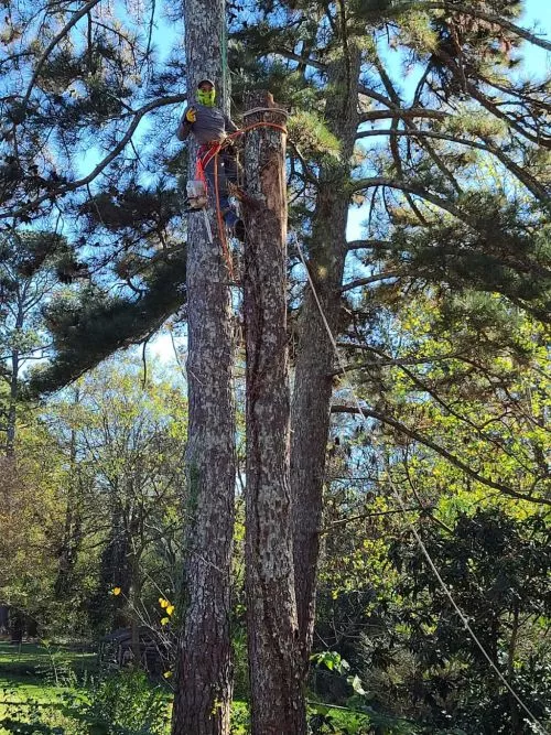 They are the best option in the county if I work in landscaping it is amazing